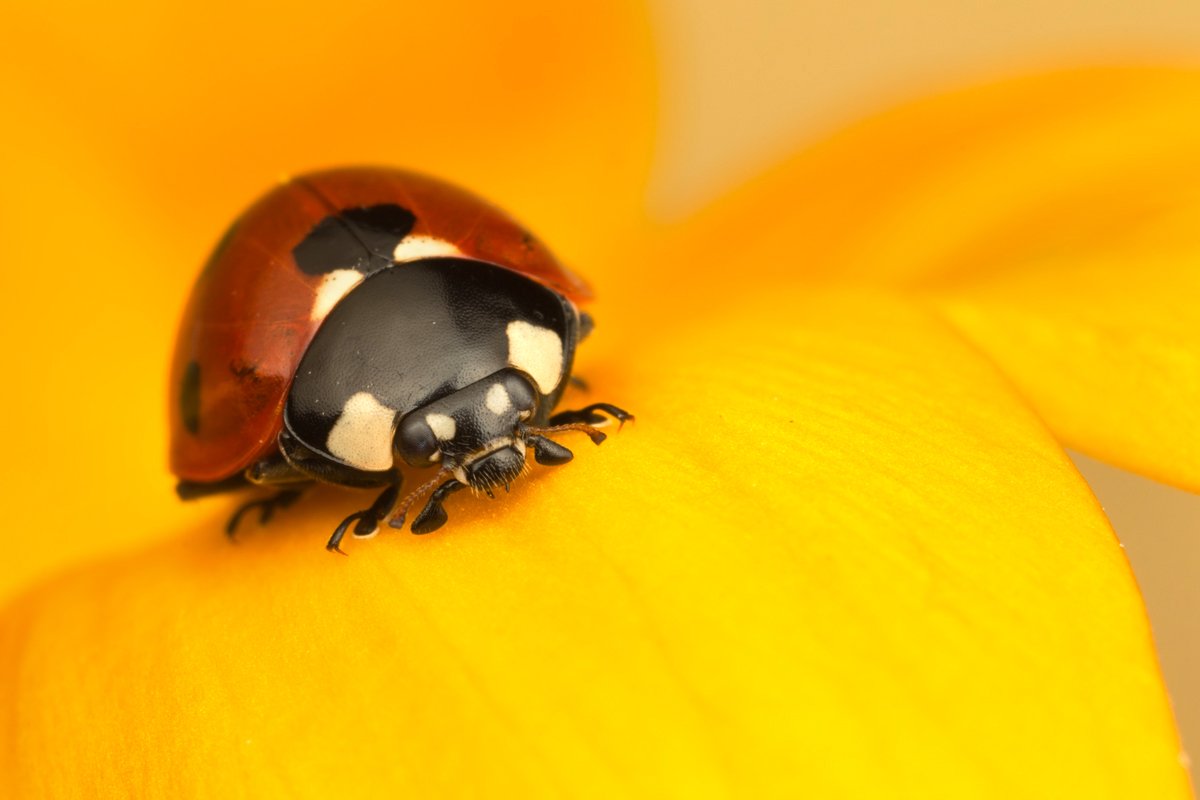 Seven Spot Ladybird 3